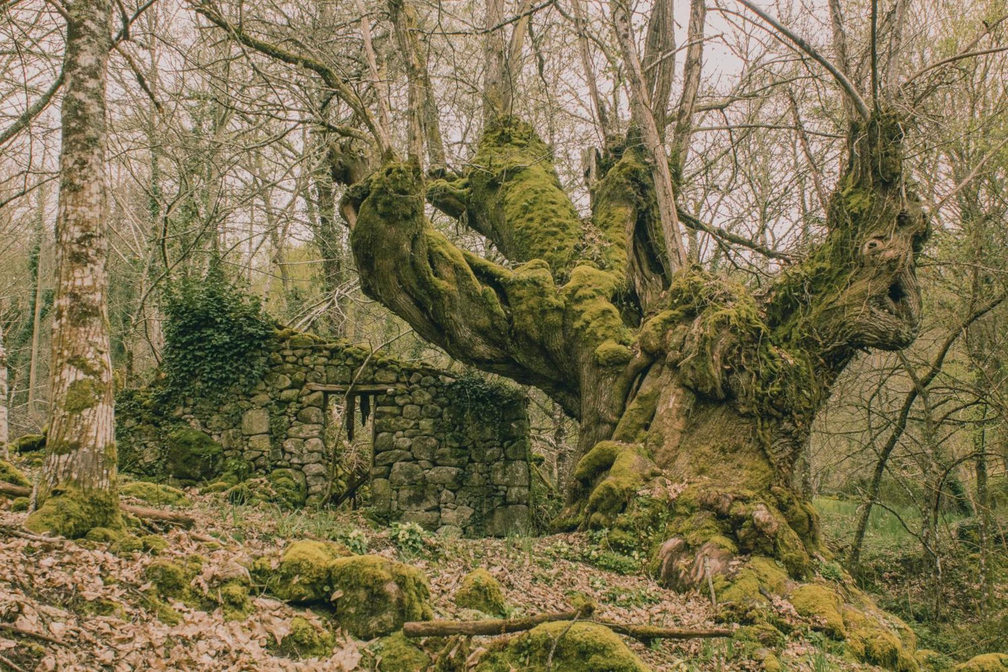 Casinas Do Sil Vendégház Cristosende Kültér fotó